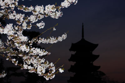 国分寺の夜桜