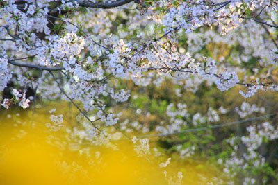 早島公園の桜