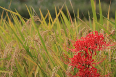 はさがけもち米の生産地、棚田の風景