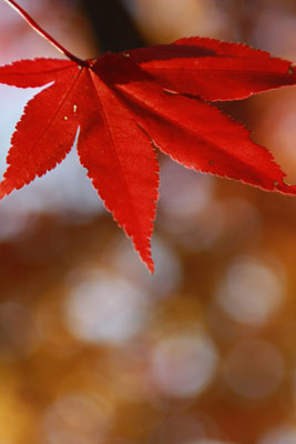 広島の紅葉