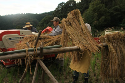 棚田で作られるはさがけもち米の契約農家