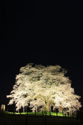 醍醐桜2008